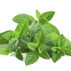 Spearmint